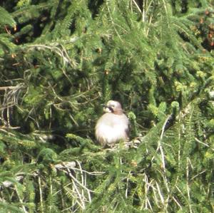 Eurasian Jay