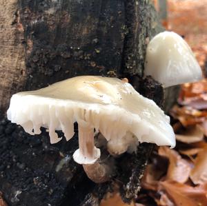 Porcelain Fungus