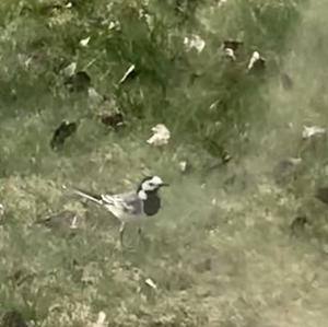 White Wagtail