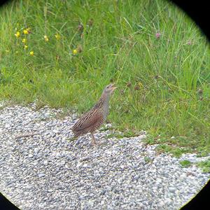 Corncrake