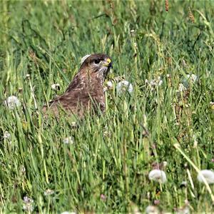 Common Buzzard