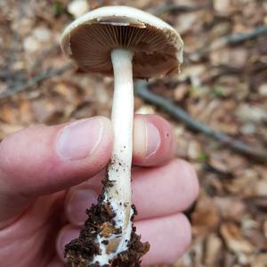 Spring Agrocybe