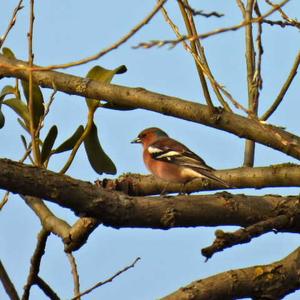 Eurasian Chaffinch