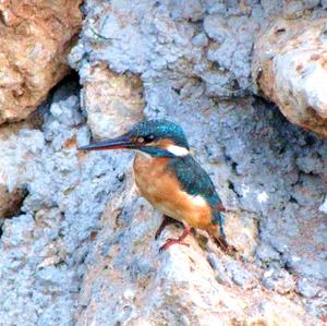 Common Kingfisher