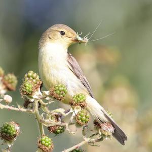 Melodious Warbler