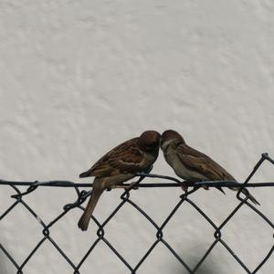 Eurasian Tree Sparrow