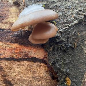 Oyster Mushroom