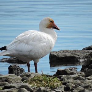 Snow Goose