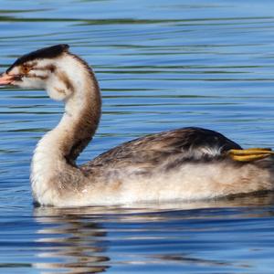 Great Crested Grebe