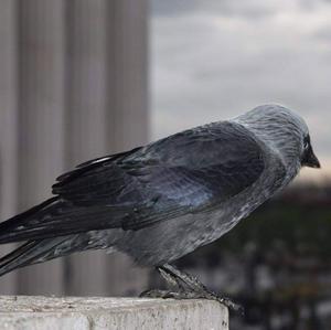 Eurasian Jackdaw