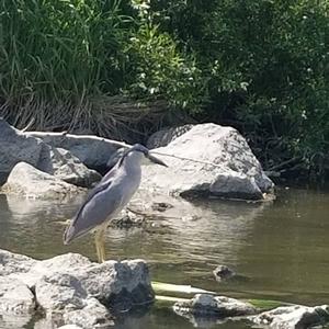 Black-crowned Night-heron