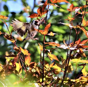 European Goldfinch