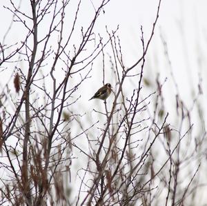 European Goldfinch