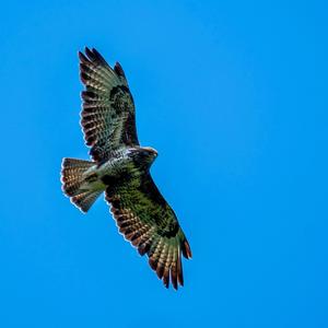 Common Buzzard