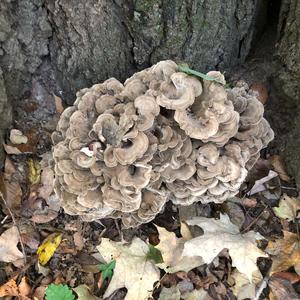 Hen-of-the-Woods