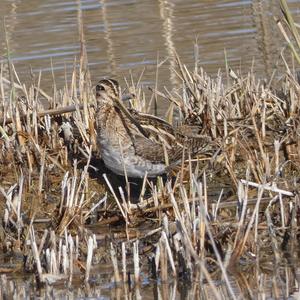 Common Snipe