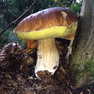 Summer Bolete