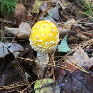 Fly Agaric