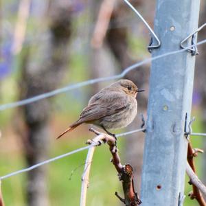 Black Redstart