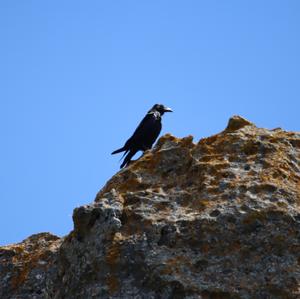 Common Raven