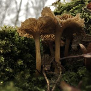 Trumpet Chanterelle