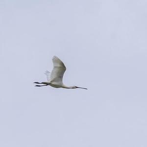 Eurasian Spoonbill