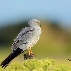 Montagu's Harrier