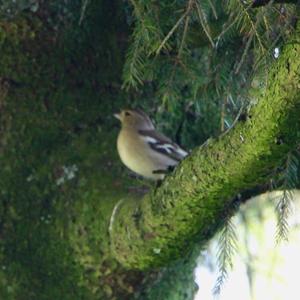 Eurasian Chaffinch