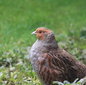 Grey Partridge