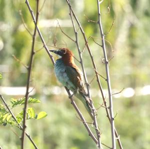 European Bee-eater