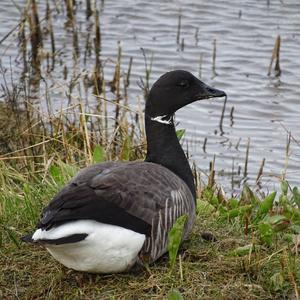 Brent Goose