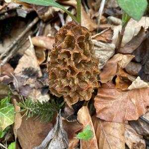 Yellow Morel