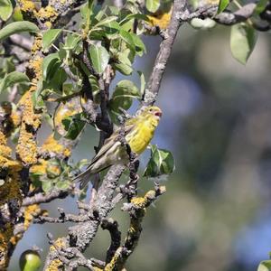 European Serin