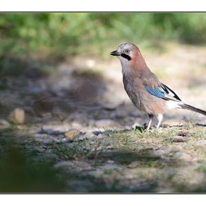 Eurasian Jay