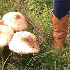 Parasol Mushroom