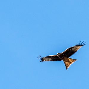 Red Kite