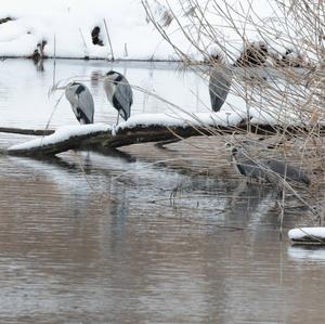 Grey Heron