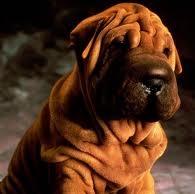 Shar-Pei