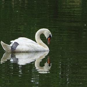 Mute Swan