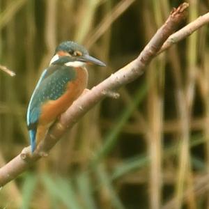 Common Kingfisher