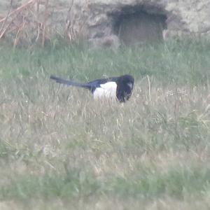 Black-billed Magpie