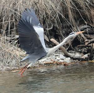 Grey Heron