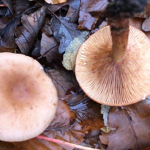 Oak Milk Cap