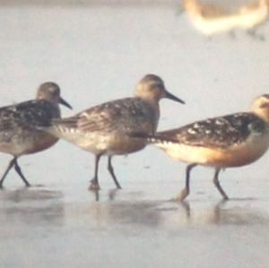 Red Knot