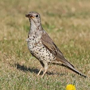 Mistle Thrush