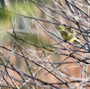 Yellowhammer