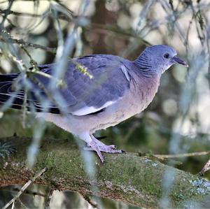 Common Wood-pigeon