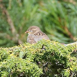 House Sparrow