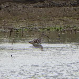 Eurasian Curlew