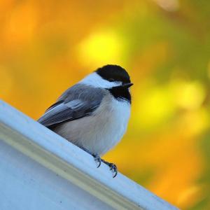 Black-capped Chickadee